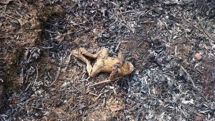 Zabita przez pożar żaba
