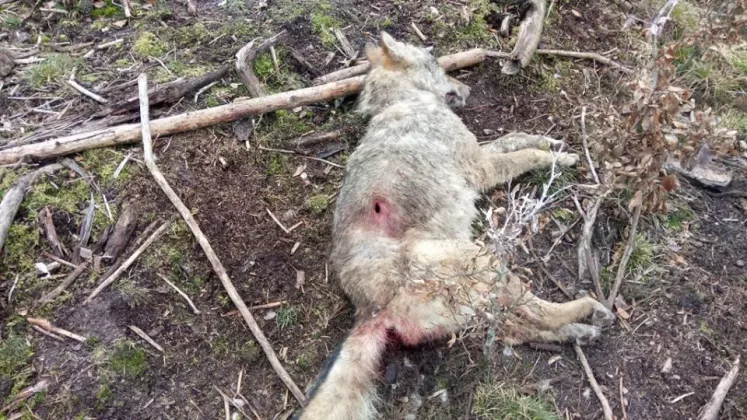 Wilk zastrzelony w lesie niedaleko wsi Kwisno?