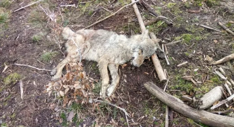 Wilk zastrzelony w lesie niedaleko wsi Kwisno?