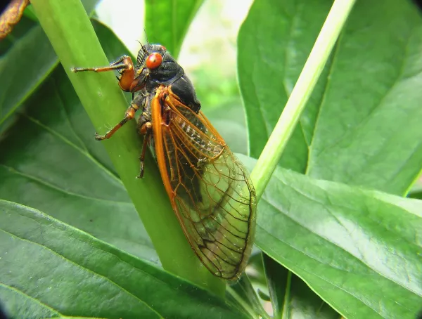Naturaliştii vorbesc despre „ciuma” vestită a cicadelor: totul din cauza primelor